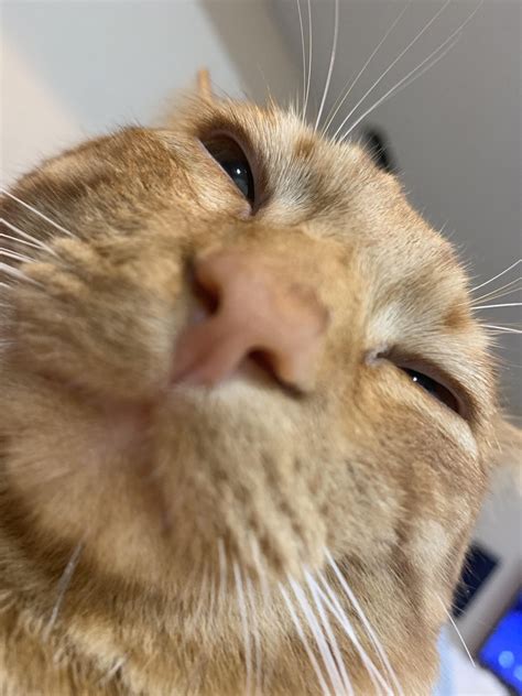 Just A Cat Taking A Selfie Selfie Catselfie Funnycat Funny Cat