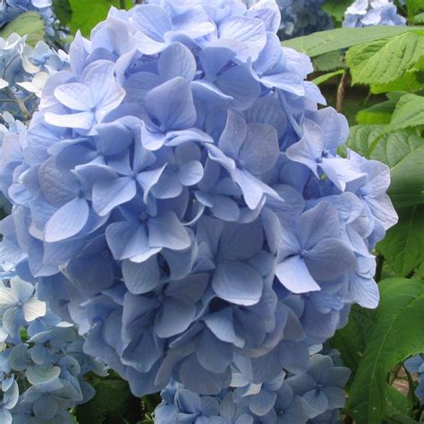 Details Imagen Flores Azules Hortensias Abzlocal Mx