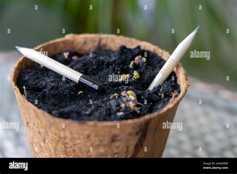 Biodegradable Pencils Hi Res Stock Photography And Images Alamy