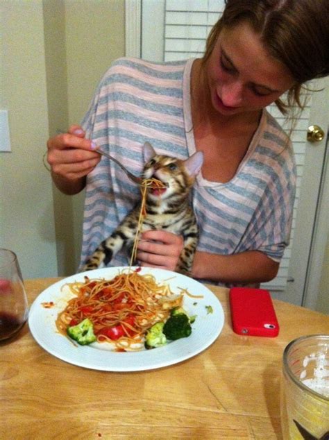 Cat Eating Salad Meme Template - img-napkin