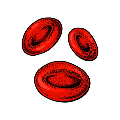 Erythrocyte Red Blood Cells Isolated On White Background Hand Drawn