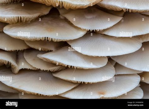 Porcelain Fungus Oudemansiella Mucida Clusters Of Fungi Mushrooms