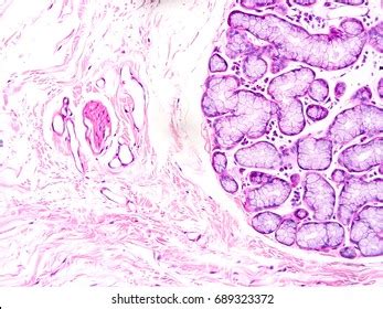 Histology Human Salivary Gland Tissue Show Foto De Stock 689323372