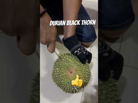 Durian Black Torn Duri Hitam Rasa Mantab Youtube