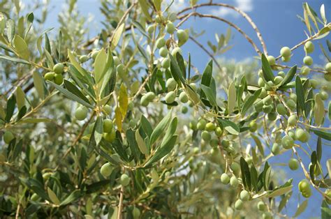 Free picture: olive tree, olive leaves, green leaves