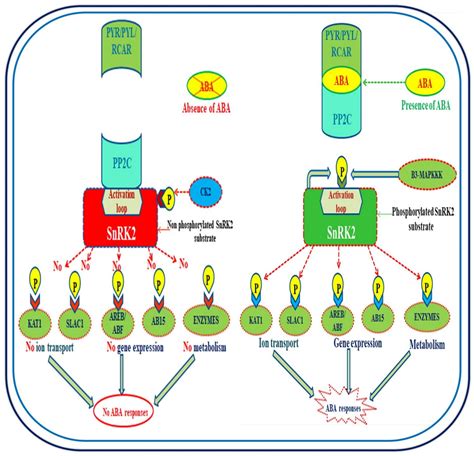 Frontiers Abscisic Acid Metabolism Transport Crosstalk With Other