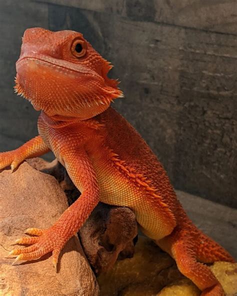 Red Bearded Dragon V Reptiles