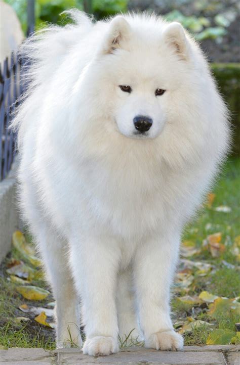 Samoyed | Samoyed dogs, Dogs, Big fluffy dogs