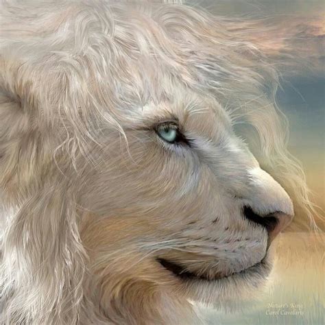 Lion Of Judah White Lion Animals Animals Beautiful