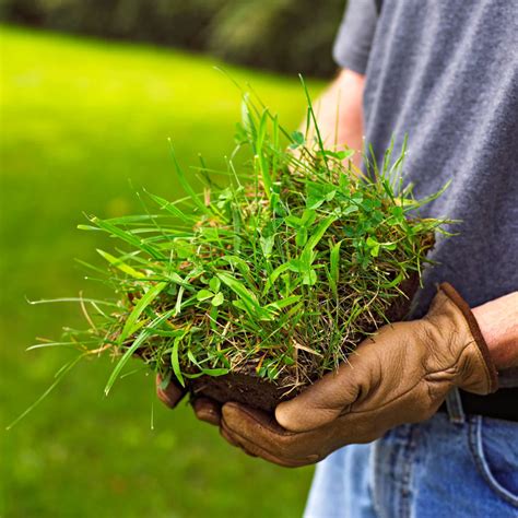 How To Get Rid Of Crabgrass And Replace It With Actual Grass Artofit