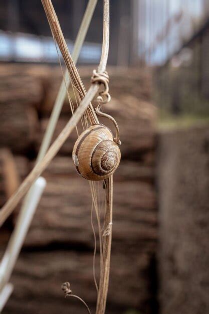 Um Caracol Se Agarra A Uma Videira Seca Em Uma Foto Em Tons Quentes