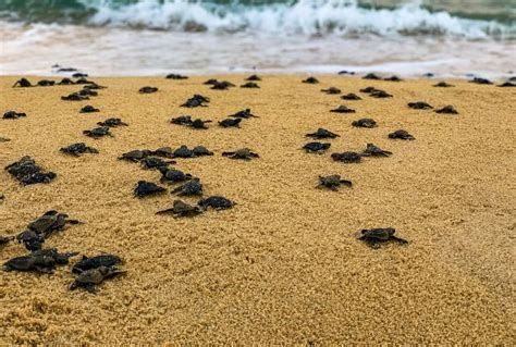 Trovati Tre Nidi Di Tartarughe Marine Caretta Caretta In Sardegna