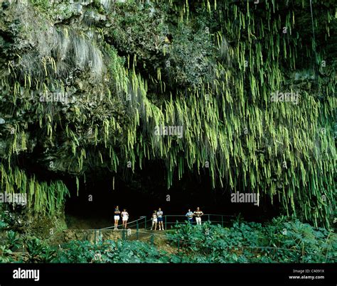 America Fern Fern Grotto Ferns Green Grotto Hawaii Holiday