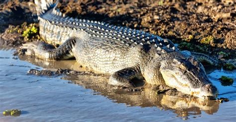 20 Amazing Crocodile Facts - Our Planet