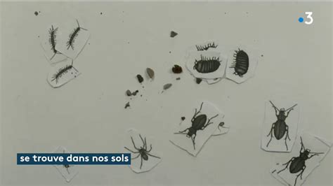 Les Insectes Sont Ils Indispensables YouTube