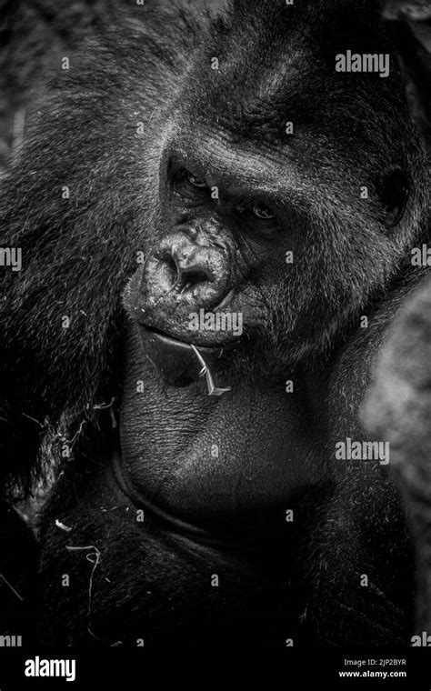 A mighty Gorilla with an angry face Stock Photo - Alamy