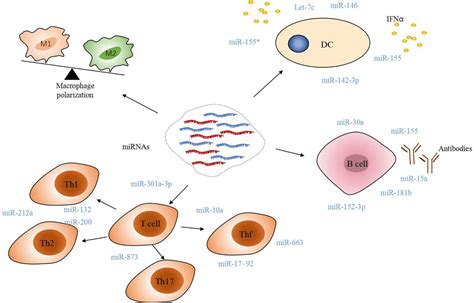 Frontiers Novel Insight Into Mirna Biology And Its Role In The