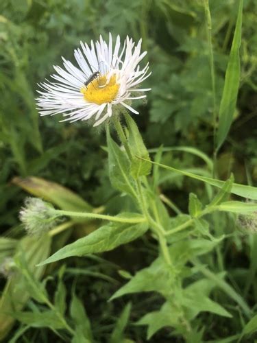 Tall Fleabane Erigeron Elatior · Inaturalist Nz