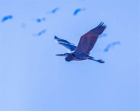 Great Blue Heron With Flock Of Sandhill Cranes In The Background