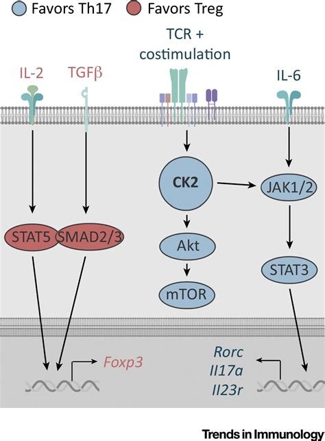 Protein Kinase Ck2 An Emerging Regulator Of Immunity Trends In Immunology