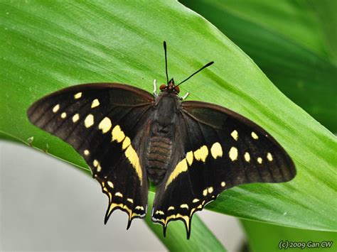 Black Rajah Butterflies Of Maharashtra Inaturalist