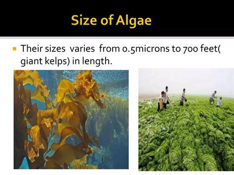 General Characteristics Of Algae Ppt