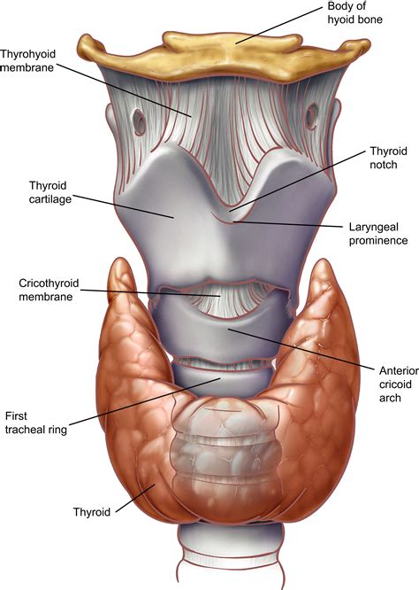 Anatomy Of The Neck And Cervicothoracic Junction Thoracic Surgery Clinics