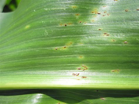 Common Corn Rust Crop Science US