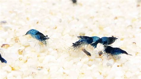 Blue Dream Shrimp: The Most Complete Guide