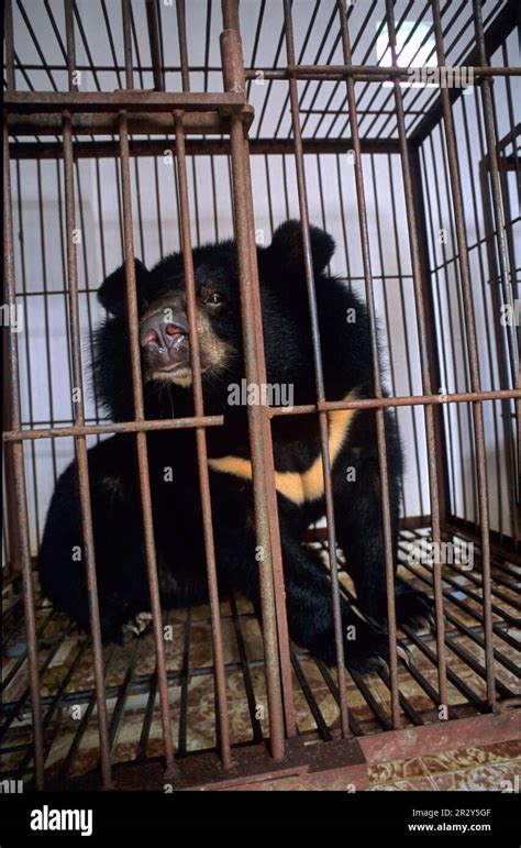 Asiatic Black Bear Selenarctos Thibetanus In Cage On Bear Farm Bear