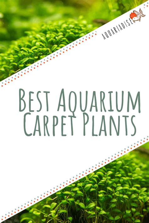 11 Best Aquarium Carpet Plants for Your Tank