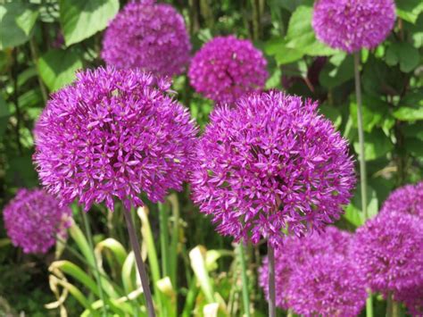 Fleurs mauves 10 variétés pour un jardin entièrement violet