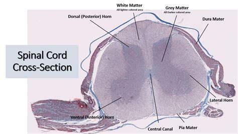 Spinal Cord Meninges Histology