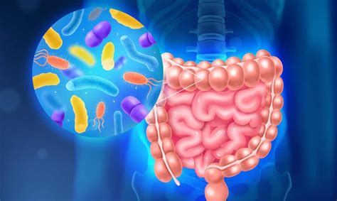 Hasta De Serotonina Del Cuerpo Se Produce En El Sistema Digestivo