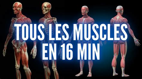 TOUS LES MUSCLES DU CORPS HUMAIN EN 16 MIN YouTube