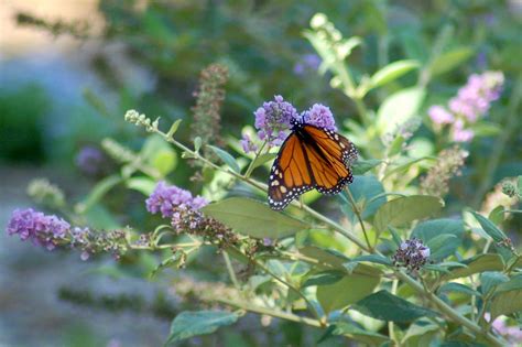 How to Successfully Grow Butterfly Bushes: A Field Guide to Planting ...