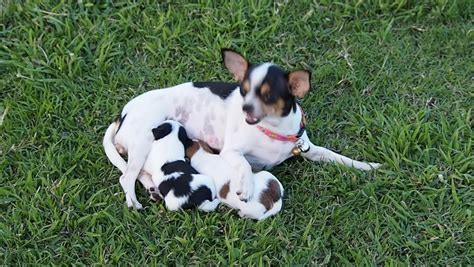 Dog Mother Breastfeeding, Stock Footage Video 11756396 - Shutterstock