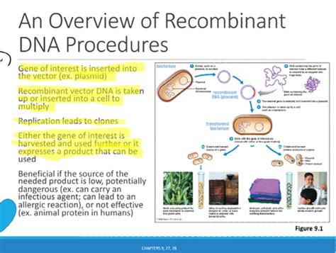 Chapter 9 Biotechnology DNA Technology Flashcards Quizlet