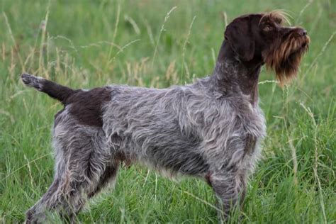 Chiot Griffon d arrêt à poil dur Korthals CHIOT Du Chemin Des Amourettes