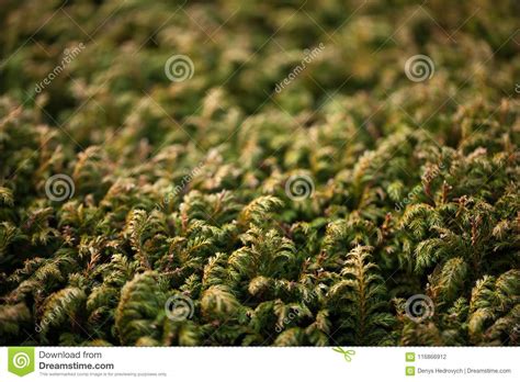 Macro Of Evergreen Coniferous Plant Stock Photo Image Of Growth