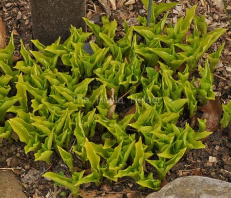 P00 Hosta 'Lemon Lime' from The Hosta Helper - Presented by ...