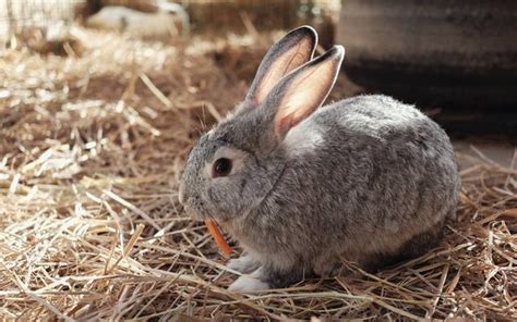 養兔技術｜仔兔的飼養要點 每日頭條