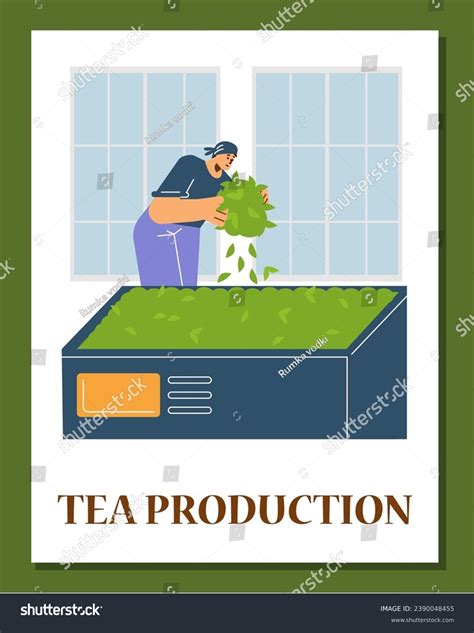 Tea Production Facility Grading Oxidizing Harvested Stock Vector