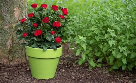 How To Plant Roses The Home Depot