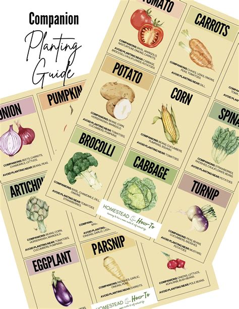 Vegetable Companion Planting Chart Free Printable