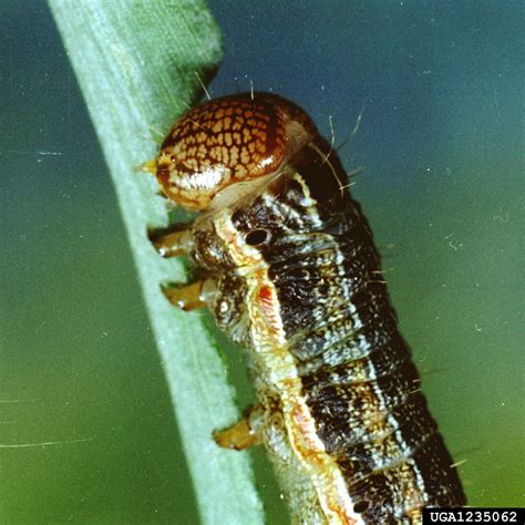 Corn Earworm In Corn Crop Science Us