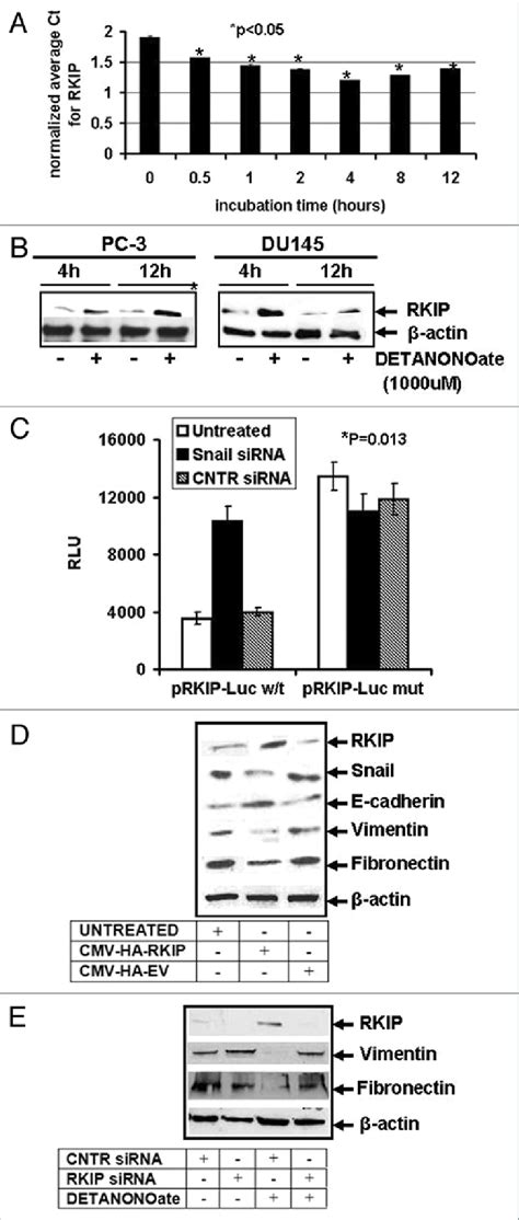 DetANoNoate Upregulates RKIp Expression A DetANoNoate Upregulates