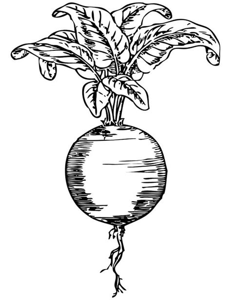 Pronto Para Imprimir Desenho De Beterraba Para Colorir Desenhos Porn