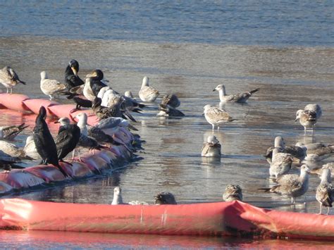 Bird Party David De Urda Cal Flickr