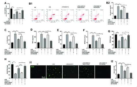 The Effect Of Pi3k Inhibitor And Foxo1 Inhibitor On Rhkgf 2 Mediated